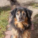 Pies do adopcji, Młodolino, 2 grudnia 2021