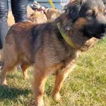 Pies do adopcji, Młodolino, 21 lutego 2022