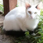 Kot do adopcji, Młodolino, 8 lipca 2021