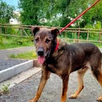 Pies do adopcji, Młodolino, 6 czerwca 2022