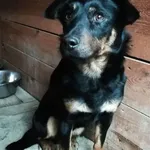 Pies do adopcji, Młodolino, 3 marca 2021