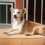 Pies do adopcji, Młodolino, 15 lutego 2021