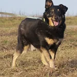 Pies do adopcji, Młodolino, 27 lutego 2017