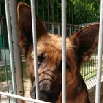 Pies do adopcji, Gorzów Wielkopolski, 28 lutego 2023