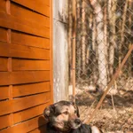 Pies do adopcji, Czartki, 24 marca 2022