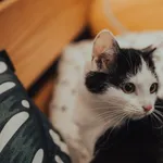 Kot do adopcji, Czartki, 2 stycznia 2022