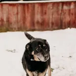 Pies do adopcji, Czartki, 17 czerwca 2020