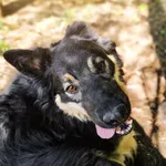 Pies do adopcji, Czartki, 29 maja 2021