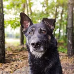 Pies do adopcji, Czartki, 1 listopada 2020