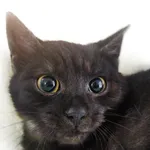 Kot do adopcji, Czartki, 20 lutego 2021