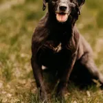 Pies do adopcji, Czartki, 25 listopada 2020