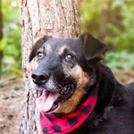 Pies do adopcji, Czartki, 15 listopada 2020