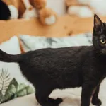 Kot do adopcji, Czartki, 25 stycznia 2022