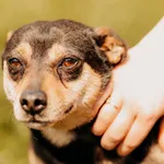 Pies do adopcji, Czartki, 25 listopada 2020