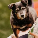 Pies do adopcji, Czartki, 1 września 2020