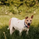 Pies do adopcji, Czartki, 12 czerwca 2020