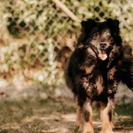 Pies do adopcji, Czartki, 28 lipca 2020