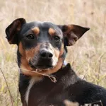 Pies do adopcji, Czartki, 5 grudnia 2021