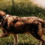 Pies do adopcji, Czartki, 14 listopada 2020