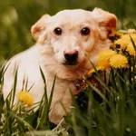Pies do adopcji, Czartki, 29 sierpnia 2020