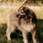 Pies do adopcji, Czartki, 29 listopada 2020
