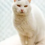 Kot do adopcji, Elbląg, 18 stycznia 2023