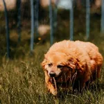 Pies do adopcji, Czartki, 20 sierpnia 2020