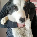 Znaleziono psa, Racławice, 28 lutego 2023