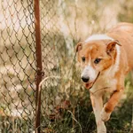 Pies do adopcji, Czartki, 23 sierpnia 2020