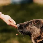 Pies do adopcji, Czartki, 1 września 2020