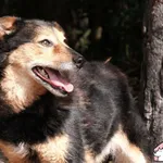 Pies do adopcji, Czartki, 16 września 2021