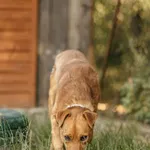 Pies do adopcji, Czartki, 17 września 2022