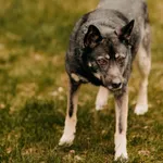 Pies do adopcji, Czartki, 25 października 2020