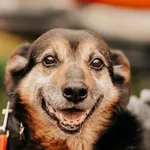 Pies do adopcji, Czartki, 20 lutego 2022