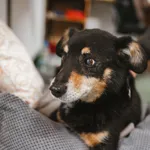 Pies do adopcji, Czartki, 27 grudnia 2021