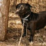Pies do adopcji, Czartki, 24 marca 2022