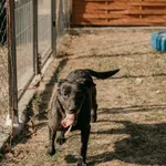 Pies do adopcji, Czartki, 2 kwietnia 2022