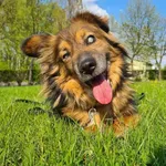 Pies do adopcji, Konin, 19 września 2021
