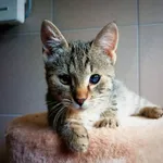 Kot do adopcji, Konin, 16 sierpnia 2022