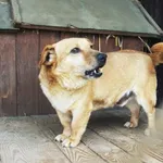 Pies do adopcji, Konin, 2 września 2016