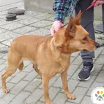 Znaleziono psa, Bielsko-Biała, 3 marca 2023