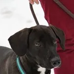 Pies do adopcji, Oborniki, 29 stycznia 2023