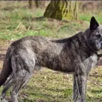 Znaleziono psa, Grudziądz, 2 lutego 2021
