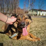 Pies do adopcji, Konin, 12 stycznia 2022