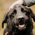 Pies do adopcji, Czartki, 22 grudnia 2020