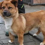 Pies do adopcji, Nowy Dwór Mazowiecki, 26 lutego 2023