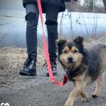 Pies do adopcji, Rzeszów, 6 marca 2023