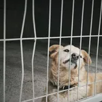 Pies do adopcji, Konin, 2 lipca 2013