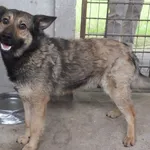 Znaleziono psa, Nowa Krępa, 7 czerwca 2022