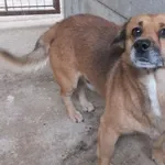 Znaleziono psa, Nowa Krępa, 15 listopada 2025